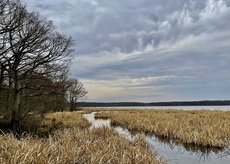 Wapanocca National Wildlife Refuge, Arkansas. March, 2021.